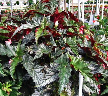 B. ‘John Ingles’
